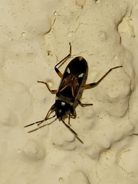 Raglius alboacuminatus - tarka díszesbodobács