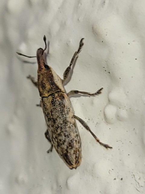 Lixus subtilis - disznóparéj-dudvabarkó