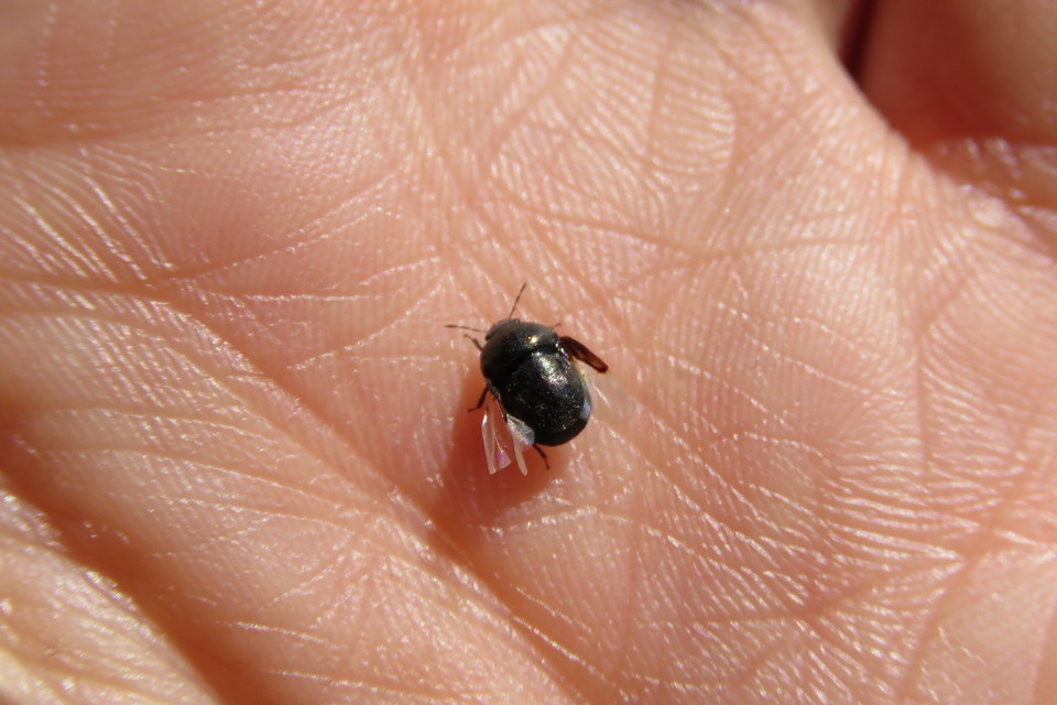 Thyreocoris
