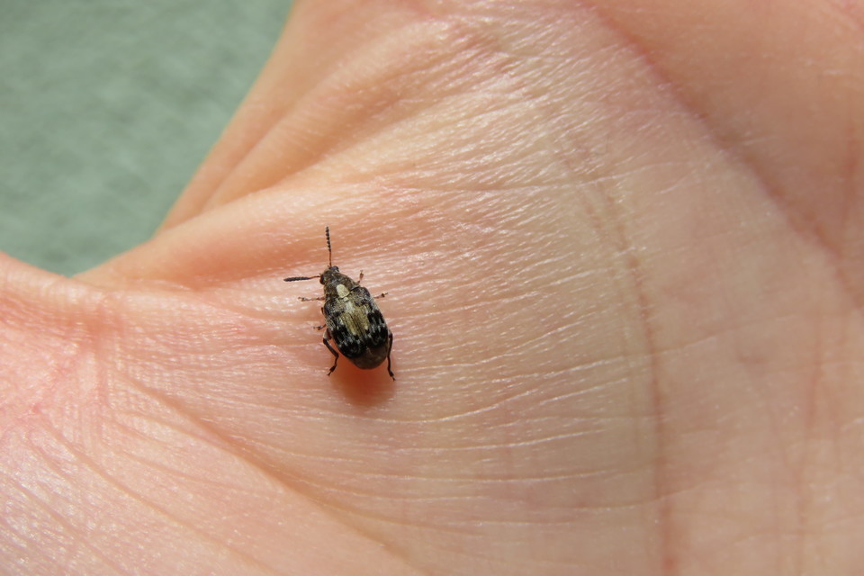 Megabruchidius dorsalis - foltoshátú lepényfazsizsik