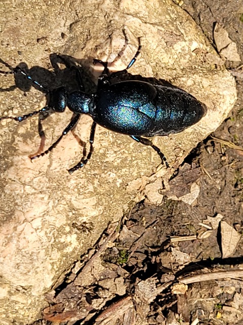 Meloe violaceus - kék nünüke