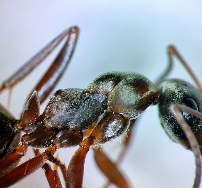 Formica cunicularia - gyakori rabszolgahangya