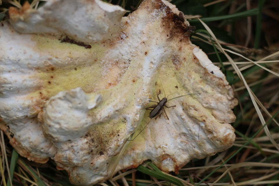 Pholidoptera griseoaptera - szürke avarszöcske