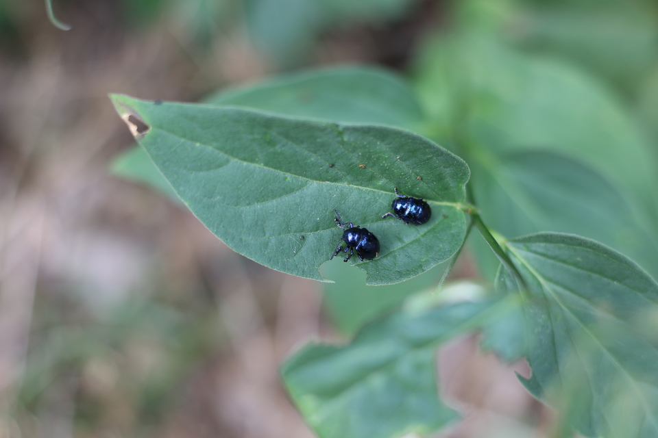 Chrysochus asclepiadeus - tündöklő méreggyiloklevelész