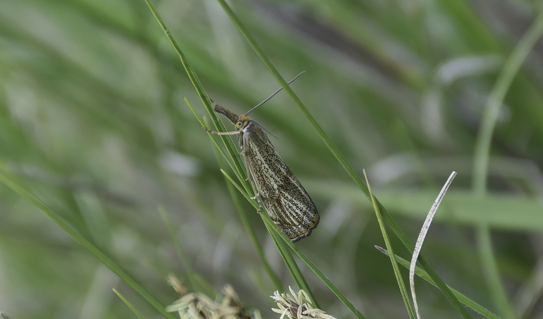 Thisanotia chrysonuchella - tavaszi fűgyökérmoly