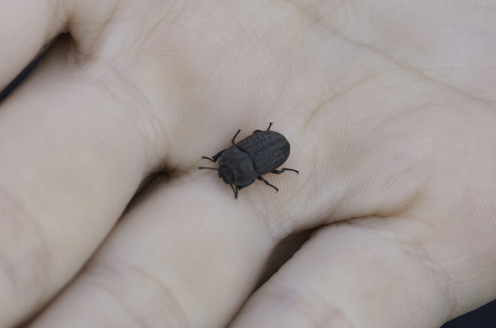 Opatrum sabulosum - sároshátú gyászbogár
