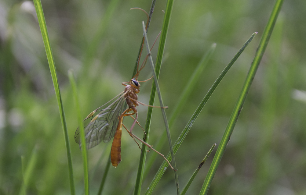 Ophion obscuratus