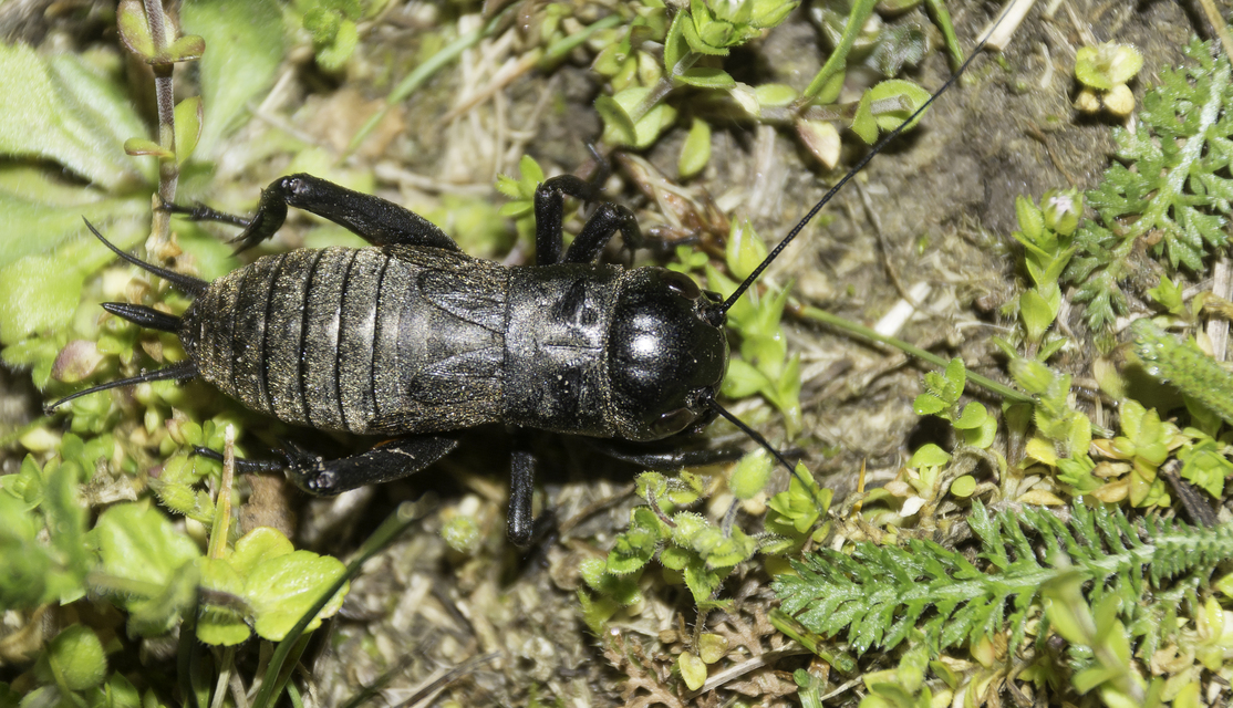 Gryllus campestris - mezei tücsök