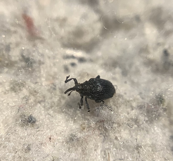 Ceutorhynchus varius - fekete ceutormányos