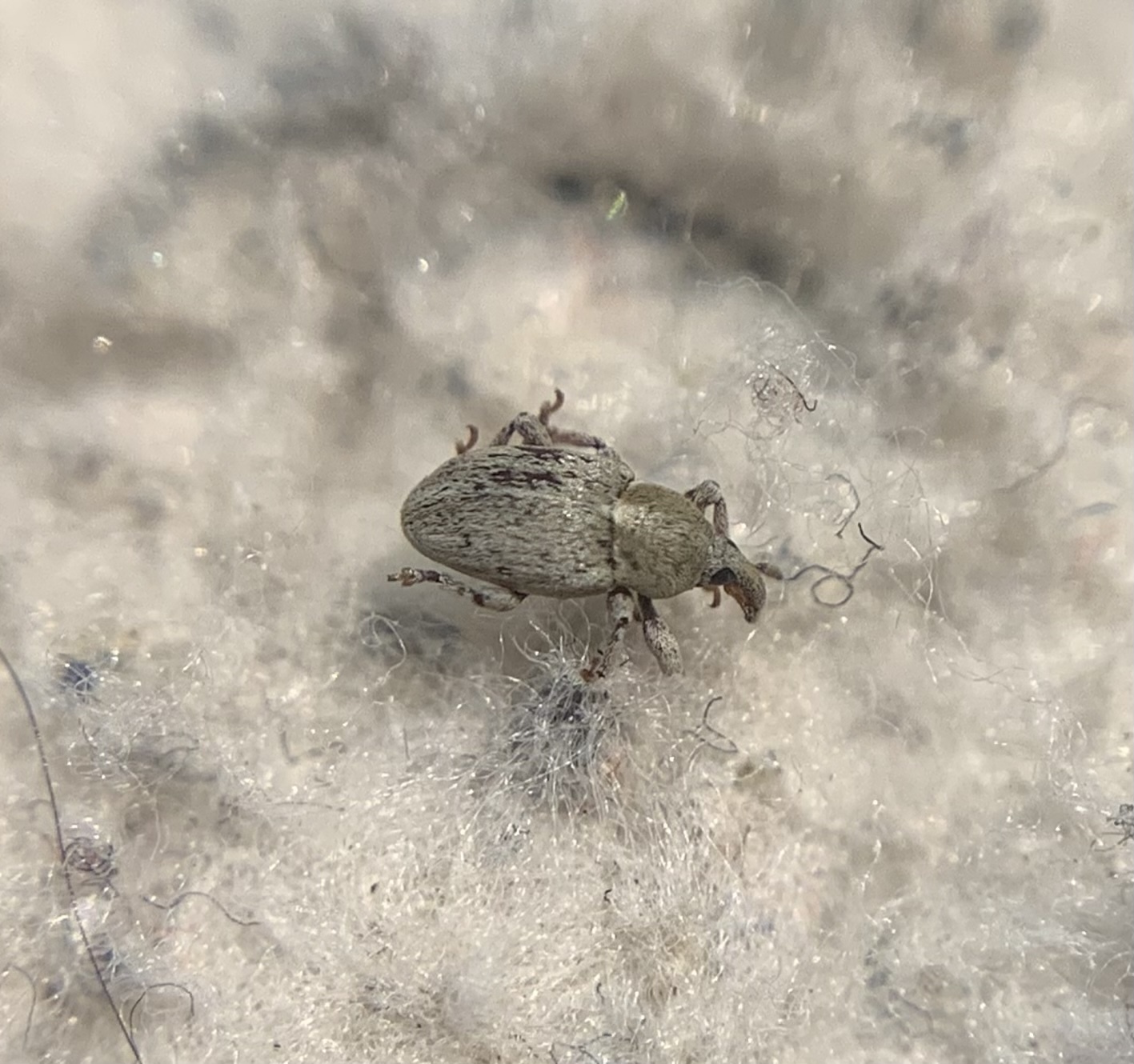 Tychius crassirostris - levélgubacs-tímárormányos