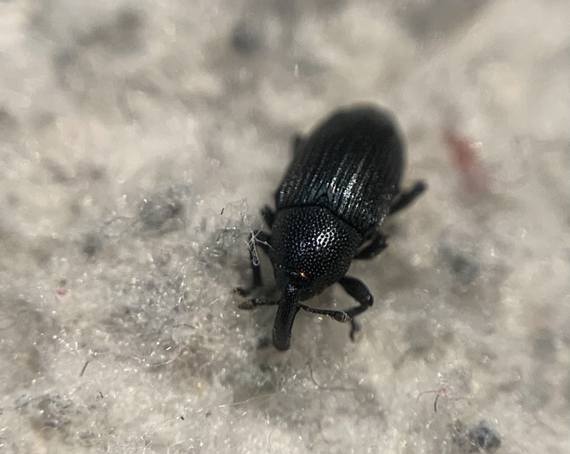 Baris artemisiae - feketeüröm báris