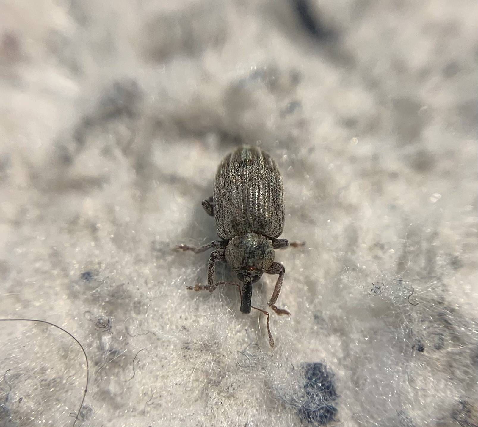 Hypera venusta - bíborhere-pikkelyesormányos