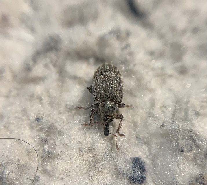 Hypera venusta - bíborhere-pikkelyesormányos