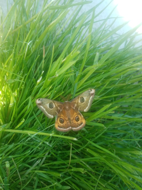 Saturnia pavoniella/pavonia