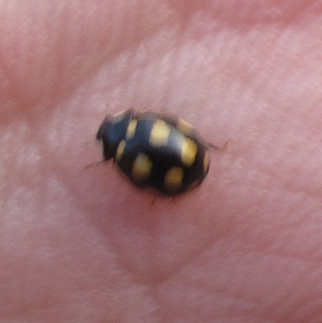 Oenopia lyncea agnata - bokorerdei katica