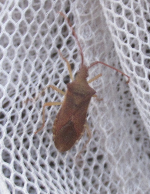 Gonocerus acuteangulatus - aranypetés karimáspoloska
