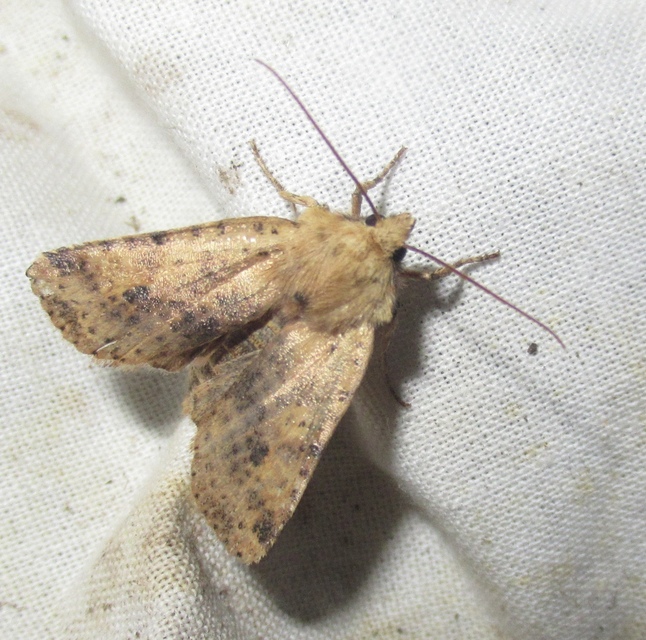 Conistra rubiginea - vörös őszibagoly
