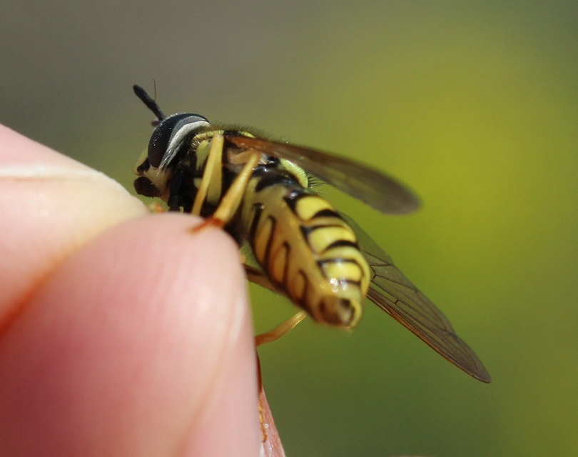 Chrysotoxum cautum - gyakori öveslégy