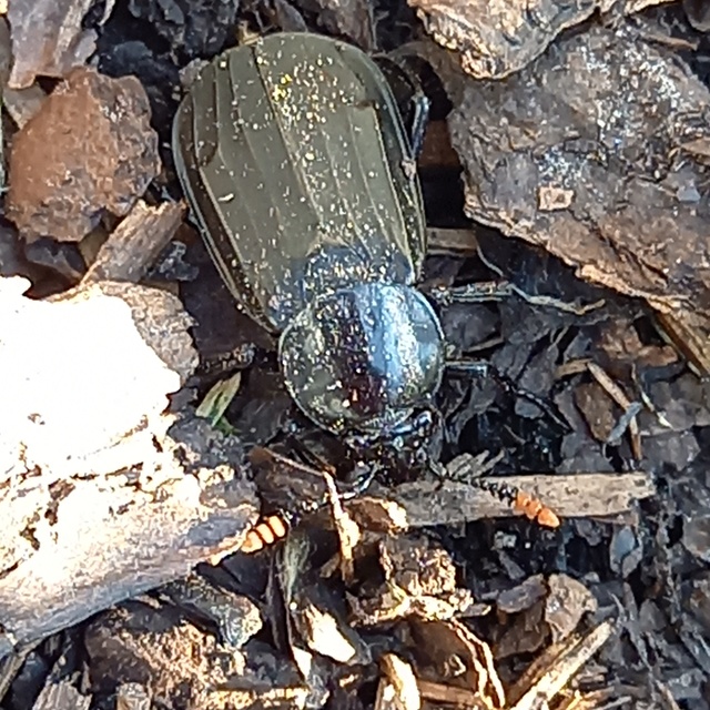 Necrodes littoralis - nagy dögbogár