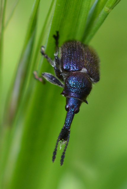 Rhynchites auratus - aranyos eszelény Rhynchites auratus - aranyos eszelény