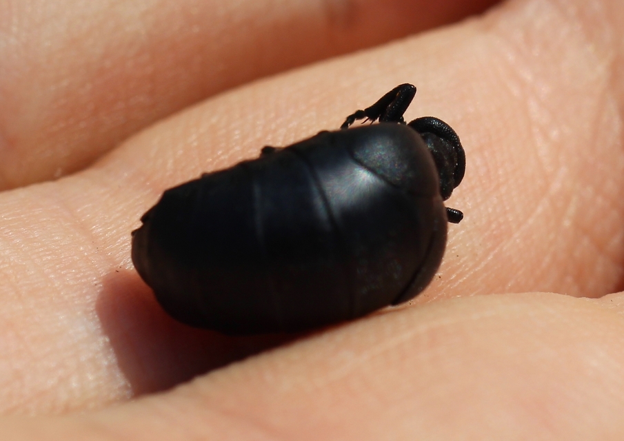 Meloe scabriusculus - érdes nünüke