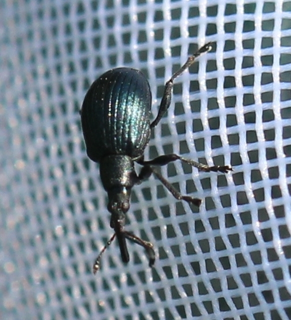 Eutrichapion punctiger - bükkönyrontó cickányormányos Eutrichapion punctiger - bükkönyrontó cickányormányos