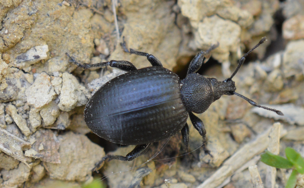 Otiorhynchus catenulatus - gyászos gyalogormányos