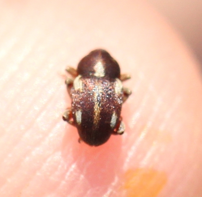 Tychius quinquepunctatus - borsó-tímárormányos