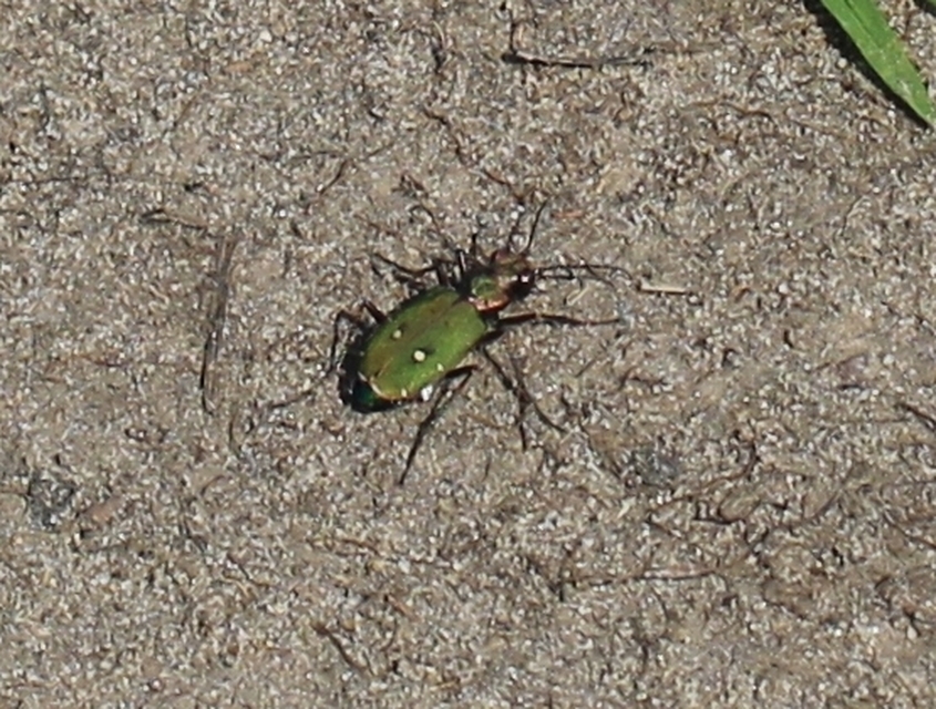 Cicindela campestris - mezei homokfutrinka