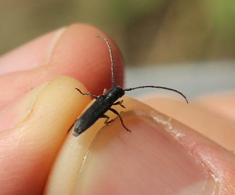 Phytoecia cylindrica - medvelapucincér
