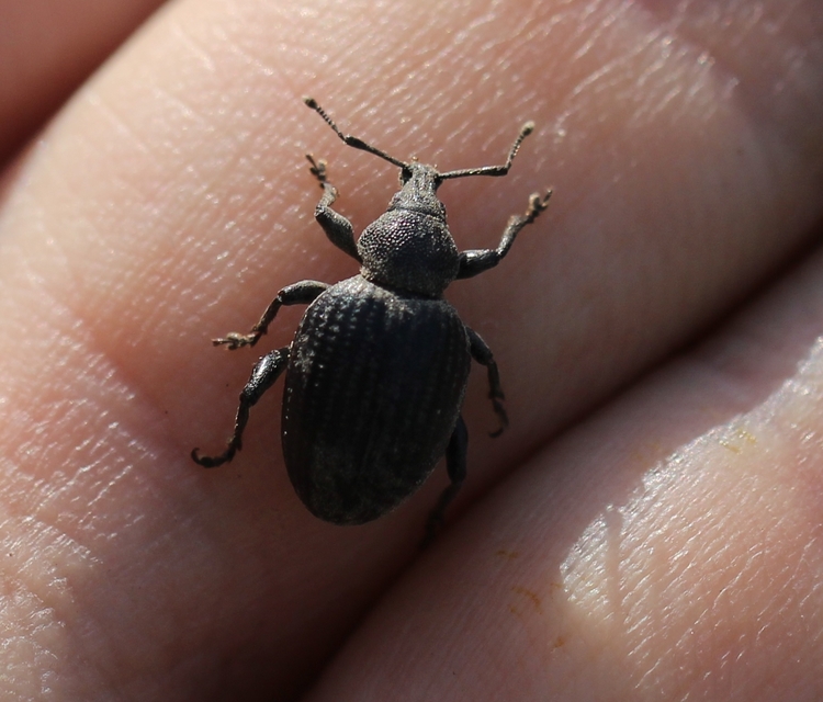 Otiorhynchus catenulatus - gyászos gyalogormányos