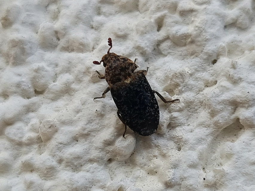 Dermestes undulatus - márványos porva Dermestes undulatus - márványos porva