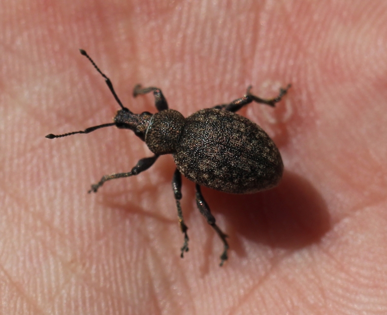 Otiorhynchus ligustici - vincellér-gyalogormányos