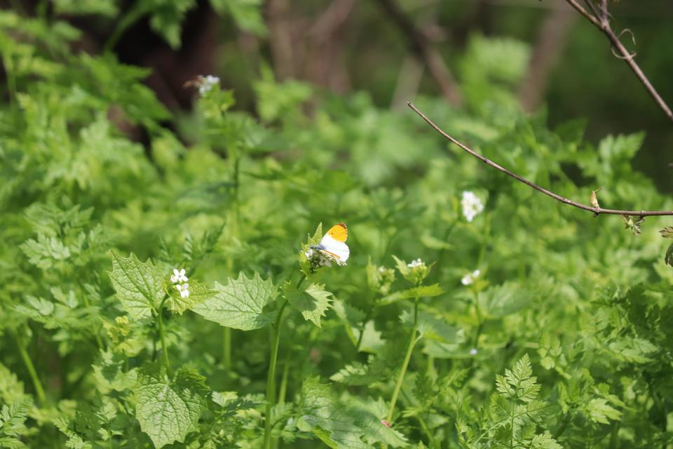 Anthocharis cardamines - hajnalpírlepke