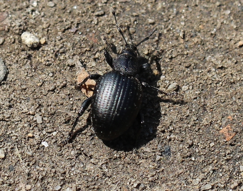 Otiorhynchus catenulatus - gyászos gyalogormányos
