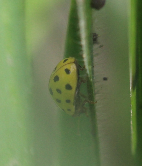Psyllobora vigintiduopunctata - huszonkétpettyes katica