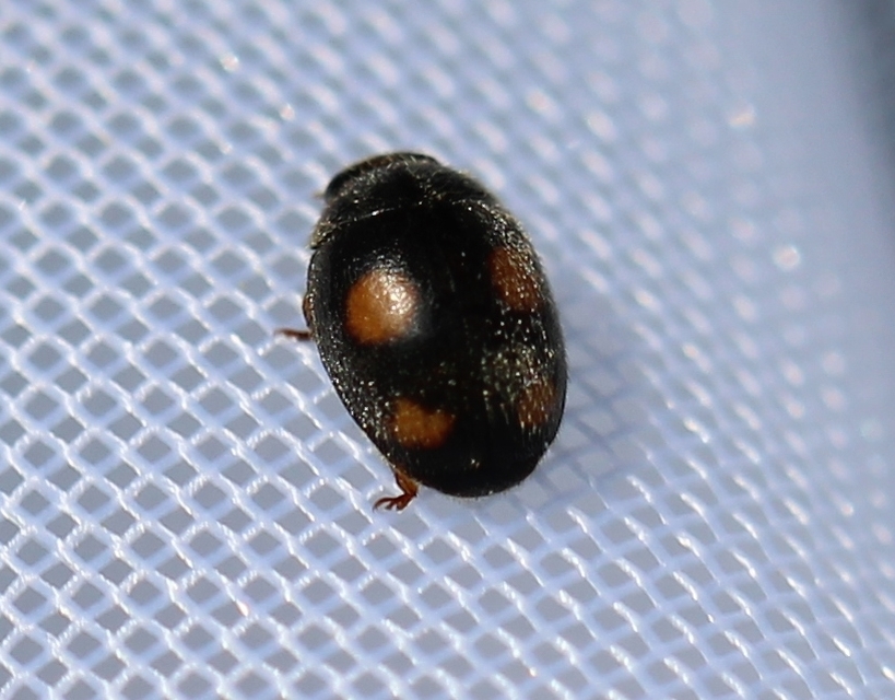 Platynaspis luteorubra - négypettyes szerecsenkata