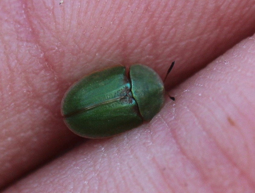 Cassida