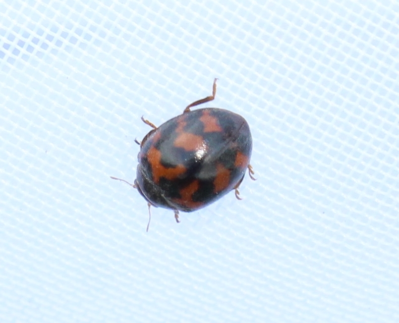 Subcoccinella vigintiquatuorpunctata - lucernaböde