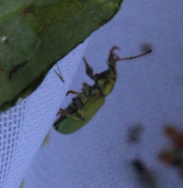 Phyllobius maculicornis - galagonya-levélormányos