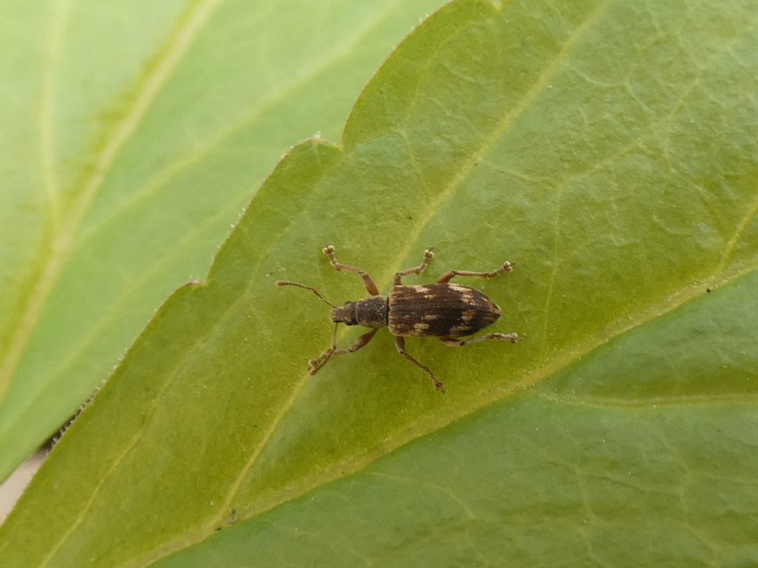 Polydrusus tereticollis - szalagos lombormányos