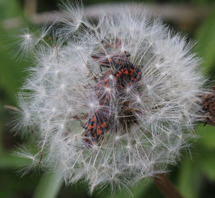 Spilostethus saxatilis - virágbodobács