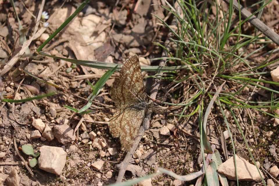 Ematurga atomaria - barna rétiaraszoló