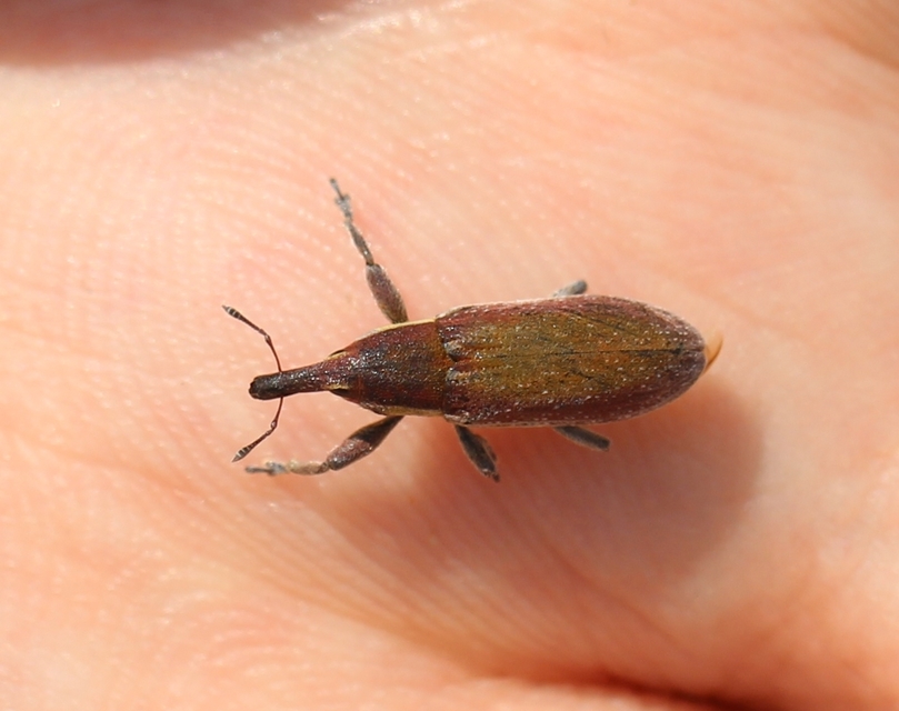 Lixus vilis - gémorr-dudvabarkó