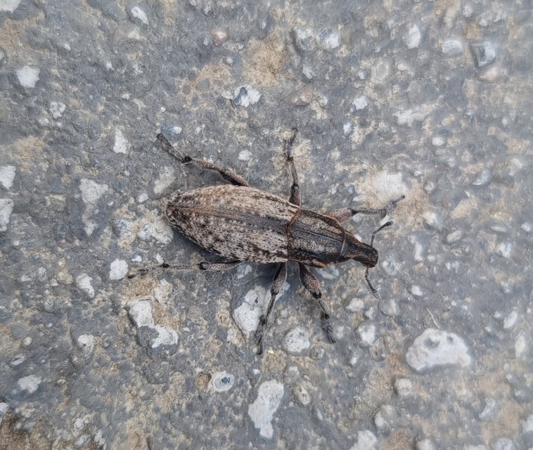 Pseudocleonus cinereus - hamvas barkó