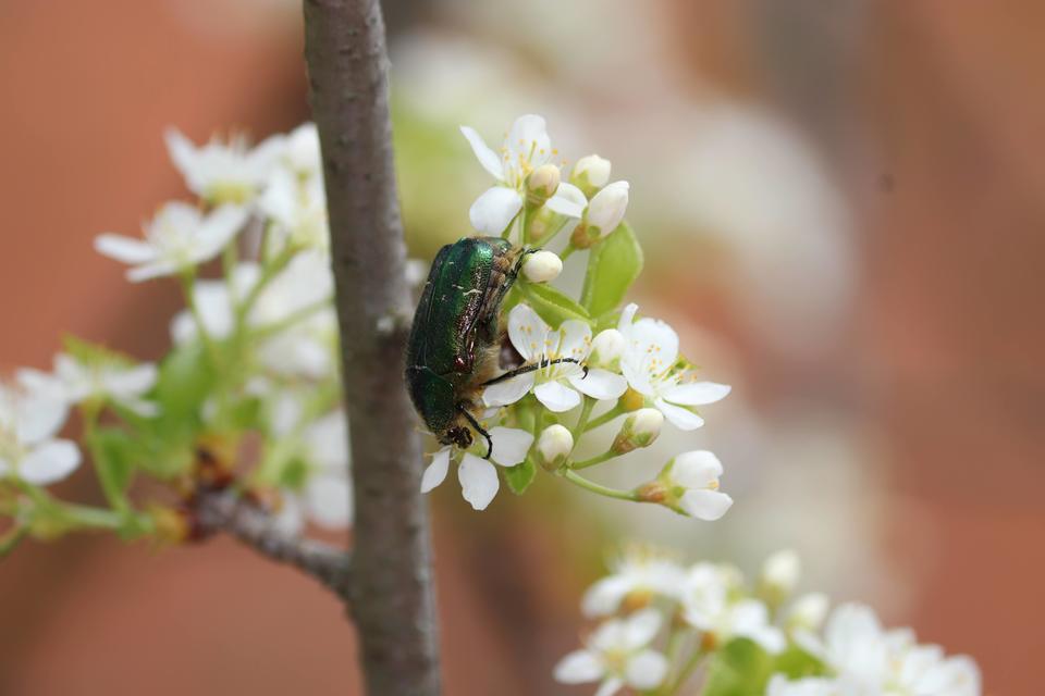 Cetonia aurata - aranyos virágbogár