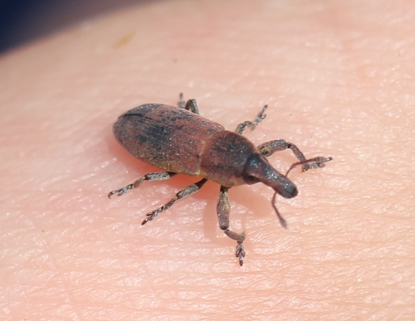 Lixus angustus - rövid dudvabarkó