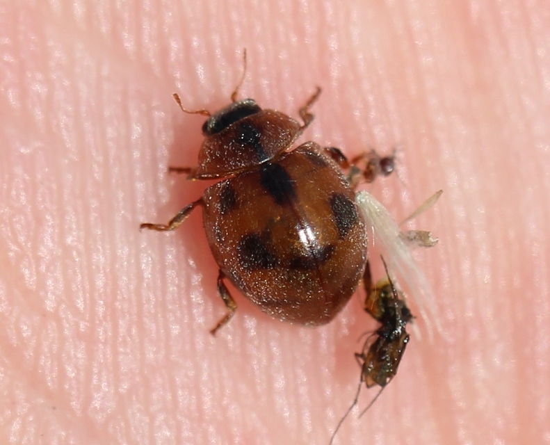 Cynegetis impunctata - pázsitfűböde