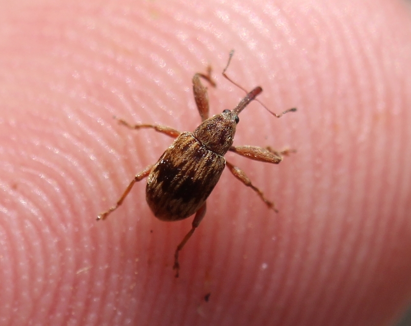 Anthonomus rectirostris - meggymaglikasztó Anthonomus rectirostris - meggymaglikasztó