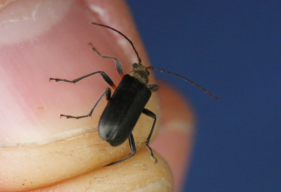 Cortodera humeralis - négyfoltos cserjecincér